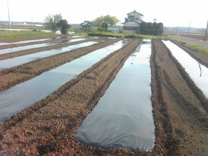 なす10-05-03.jpg