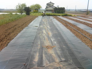 なす10-05-04-1.jpg