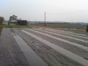 なす10-05-04-2.jpg