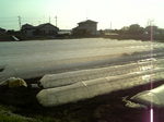 キャベツレタス09-04-05.jpg