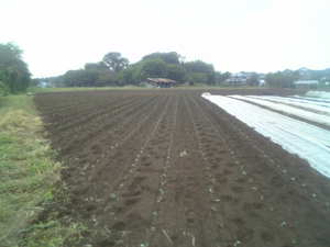 キャベブロ09-09-12.jpg