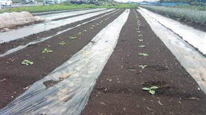 Image006.jpg